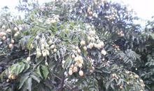 外公是棵龙眼树