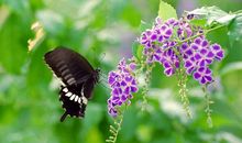 念花香引蝶之路