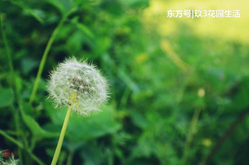从蒲公英中得到认可