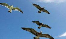 天空中的“飞狗”