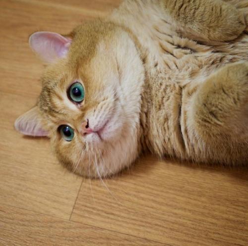 描述橙色的猫