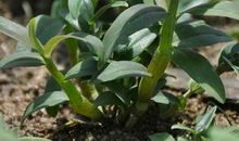 铁皮石斛，养在深山