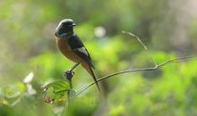 我养过的一只小鸟