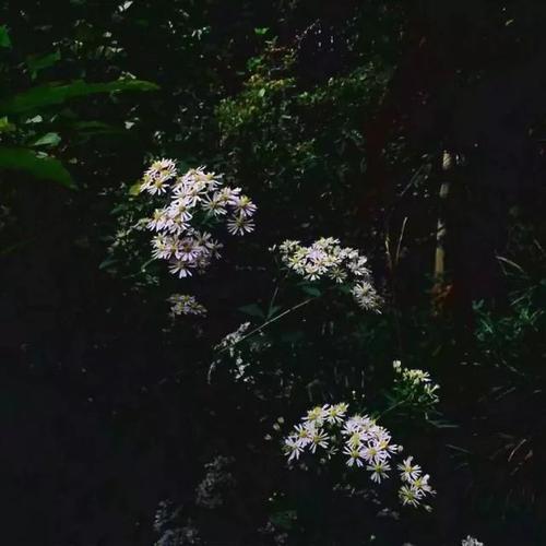 秋天的雨滋养了我的心脏菲尔德