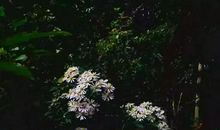 秋雨滋润了我的心田