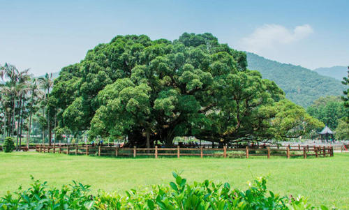 角落里的一棵树