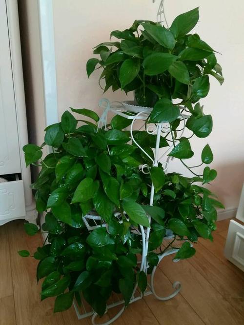 我的朋友