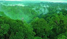 大自然中的魅力雨