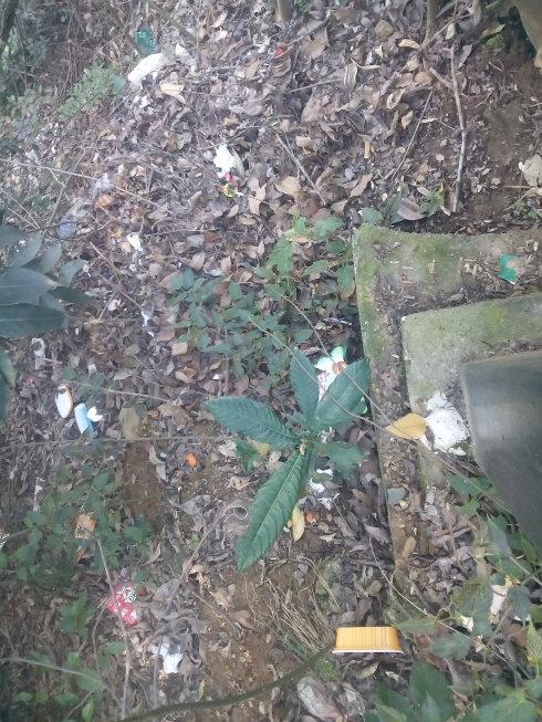 野草坚韧，我的心脏滋润了我的心