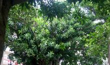 我们学校的大榕树