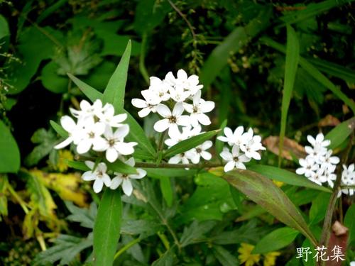 野草
