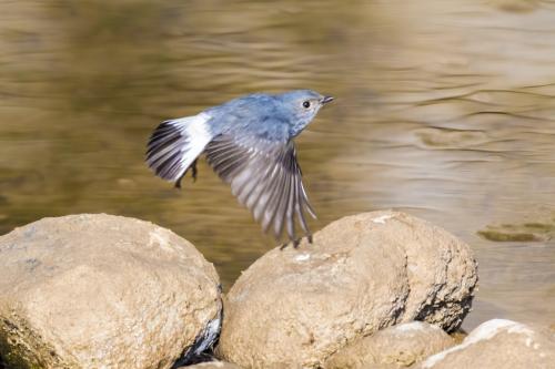 鳄鱼用红色尾巴鸟