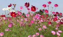 游香草世界作文