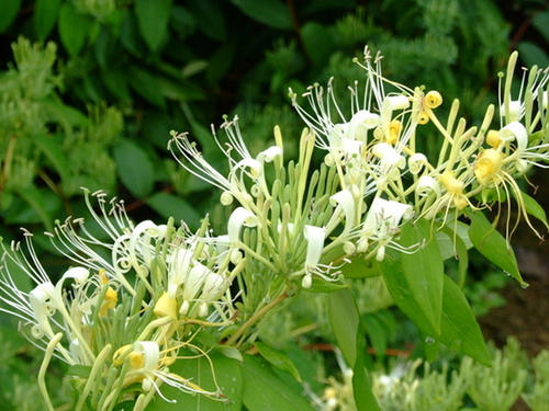 金银花