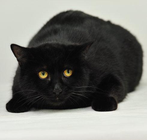 黑猫在我家里