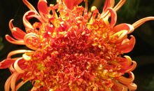 又是菊花飘香时