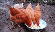 爷爷家里的四只母鸡