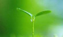 请相信微小生命的力量