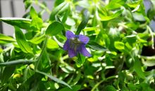 春天里的第一朵花