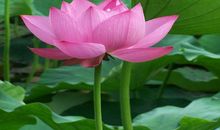 读梁衡先生的《夏感》有感