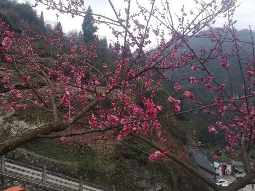 那年梅花开放