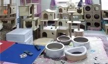 教室外的那只猫