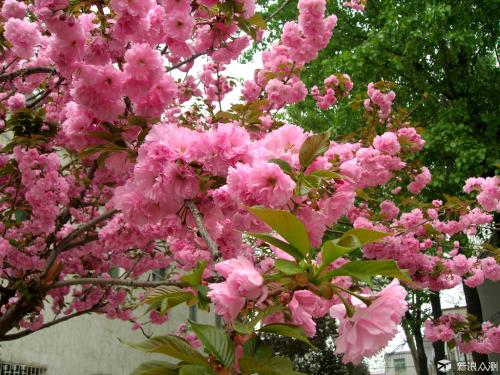 春天温暖必须有花