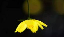 读泰戈尔《金色花》有感