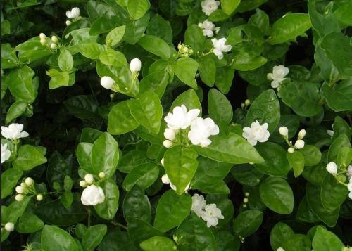 我的植物朋友茉莉花