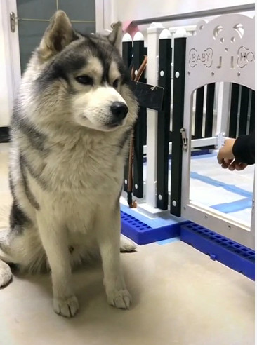 狗尾秘密
