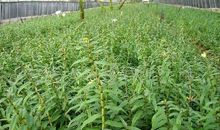 游铁皮石斛基地