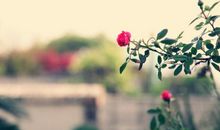 最是晚春无限好