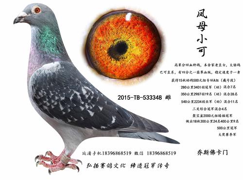 我变成了一只鸽子