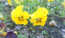 走过花开花落的日子