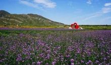 我的心中充满花香