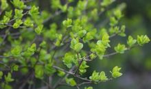 春天里的那株绿芽