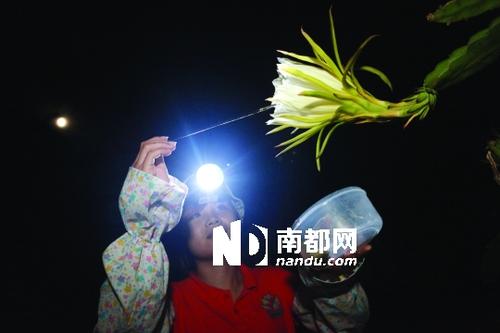 盛开