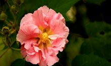 心中装着那木芙蓉