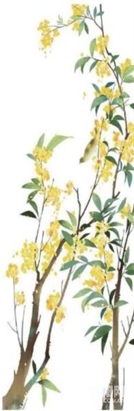 我爱家乡的桂花香