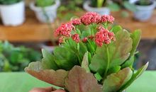 让物质与精神之花同开