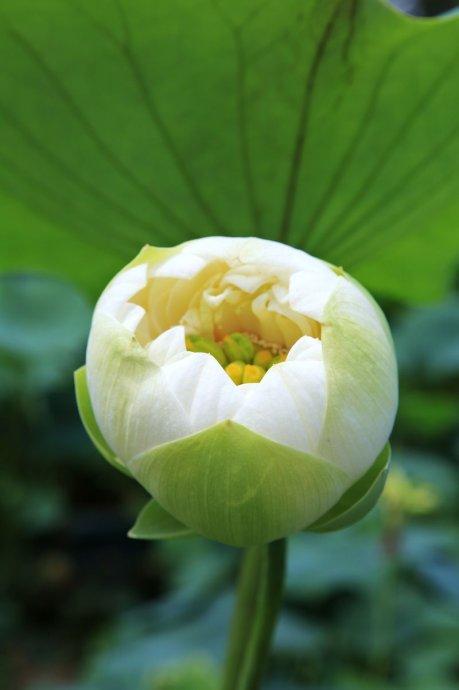 花没有在月份开放