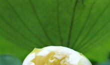 花未开全月未圆