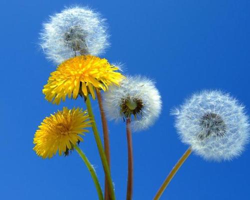 不同的蒲公英