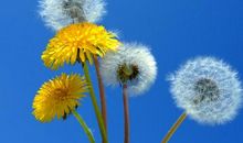 不一样的蒲公英