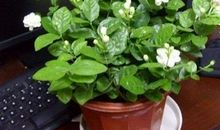 让人文之花常青，常绿