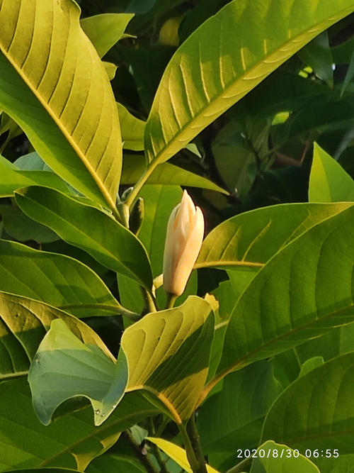 白兰花暖