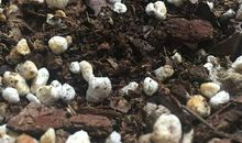 不屈不饶的小草