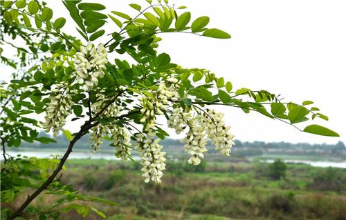 花在树下