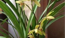 又是兰花飘香时