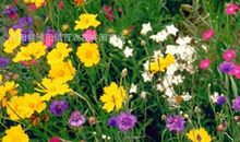 阳台角的小野花